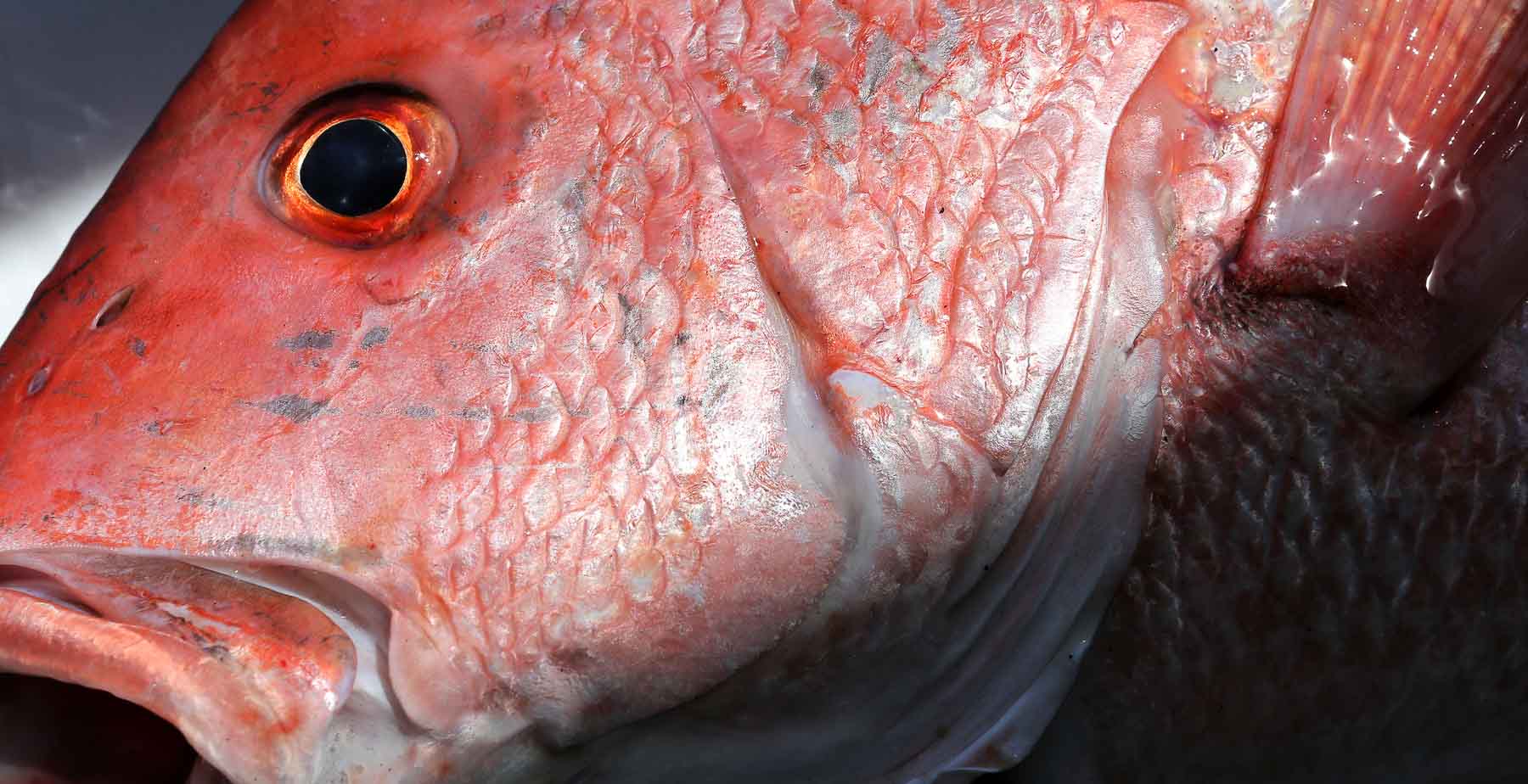 Alabama Red Snapper Season Opens Alabama Red Snapper Season Opens